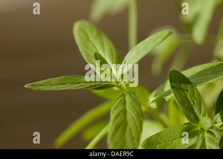 Plantes de menthe verte fraîche Banque D'Images