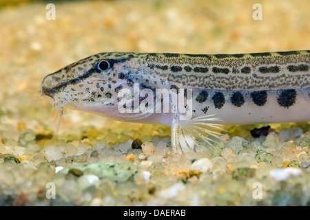 Épines loach, repéré weatherfish (Cobitis taenia), portrait à un sol de gravier Banque D'Images