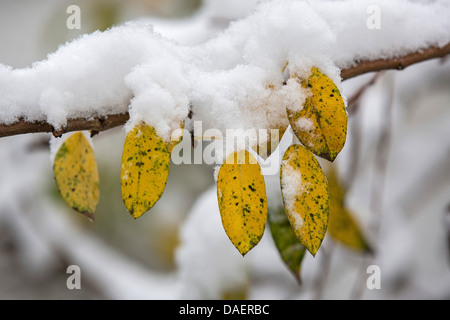 Poirier commun (Pyrus communis), Direction générale de la neige a couvert avec les feuilles d'automne, l'Allemagne, la Bavière Banque D'Images