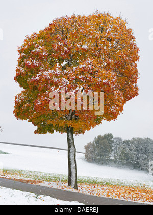 Érable de Norvège (Acer platanoides), l'érable à l'automne, en bordure de l'Allemagne, la Bavière Banque D'Images