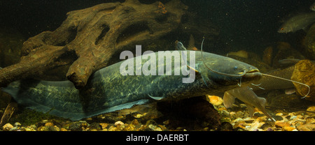 Le poisson-chat européen, Wels, sheatfish, silure (Silurus glanis), piscine entre le bois mort, Allemagne Banque D'Images