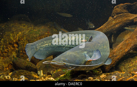 Le poisson-chat européen, Wels, sheatfish, silure (Silurus glanis), piscine entre le bois mort, Allemagne Banque D'Images