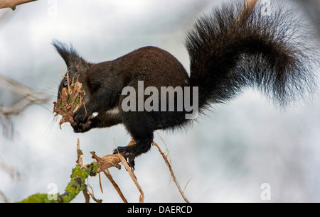 L'écureuil roux européen eurasien, l'écureuil roux (Sciurus vulgaris), la collecte de matériel de nidification, l'Allemagne, la Bavière Banque D'Images