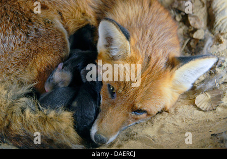 Le renard roux (Vulpes vulpes), Femme avec kits de nouveau-né dans la tanière, Allemagne Banque D'Images