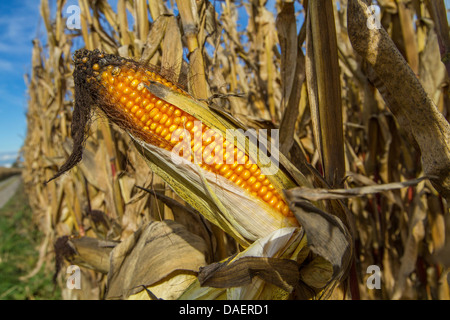 Le maïs, le maïs (Zea mays), golden des épis de maïs, Allemagne Banque D'Images