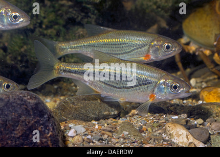 Boule de radiers, Schneider (Alburnoides bipunctatus), haut-fond en sol de gravier d'un plan d'eau Banque D'Images