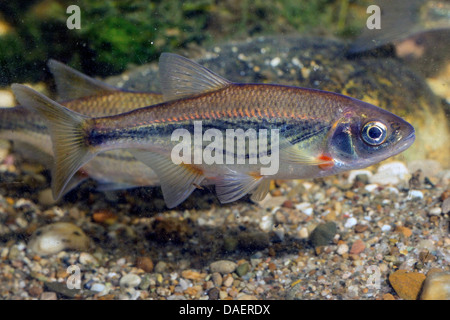 Boule de radiers, Schneider (Alburnoides bipunctatus), à l'eau d'un sol de gravier Banque D'Images