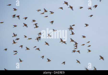 (Carduelis cannabina linnet, Acanthis cannabina), flying flock, Germany Banque D'Images