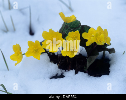 Le populage des marais (Caltha palustris), fleurir dans la neige, Allemagne Banque D'Images