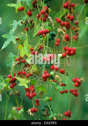 Bryone blanche (Bryonia dioica, Bryonia cretica ssp. dioica), la fructification, Allemagne Banque D'Images