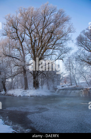 Le saule blanc (Salix alba), avec givre à Weir, Allemagne, Bavière, Isental Banque D'Images