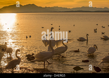 Mute swan (Cygnus olor), les ailes battantes en face de la montagne au coucher du soleil, de l'Allemagne, de Bavière, le lac de Chiemsee, Grabenstätt Banque D'Images