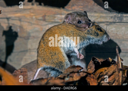 Moins la belette (Mustela nivalis), avec l'Allemagne, la souris capturées Banque D'Images