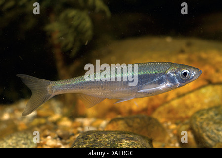 Sombre commun, sombre (Alburnus alburnus), piscine à l'eau d'un sol pierreux Banque D'Images