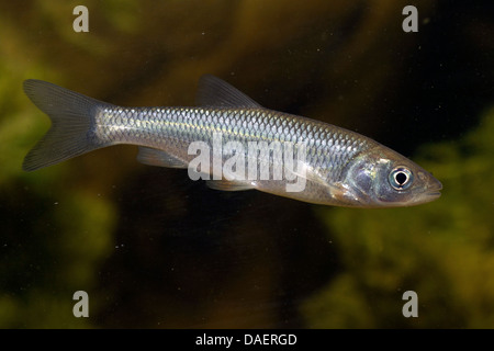 Gravelier (Leuciscus cephalus), juvénile Banque D'Images