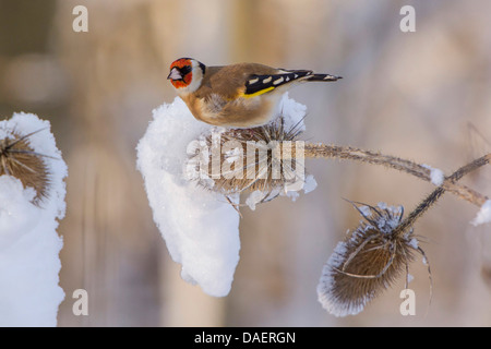Eurasian goldfinch (Carduelis carduelis), il se nourrit de graines de chardon cardère sauvage, Dipsacus fullonum, Allemagne, Bavière, Isental Banque D'Images
