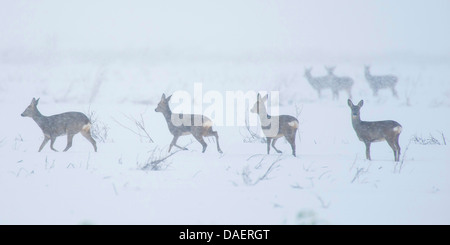 Le chevreuil (Capreolus capreolus), groupe en hiver, Allemagne Banque D'Images