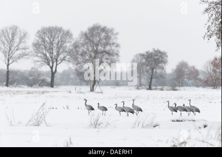 Grue cendrée grue eurasienne, (Grus grus), des grues dans la neige, Allemagne Banque D'Images