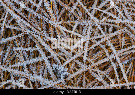 Le givre sur les herbes, Allemagne Banque D'Images