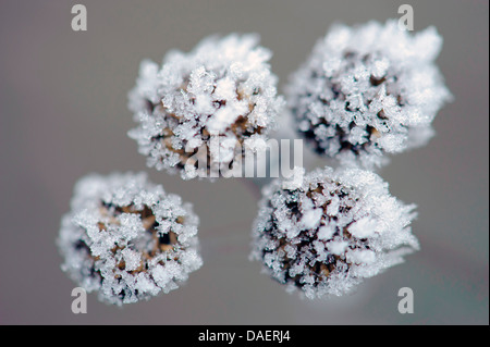 Tanaisie commune (Tanacetum vulgare, Chrysanthemum vulgare), des cristaux de glace sur la common tansy, Allemagne Banque D'Images