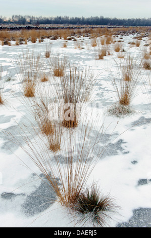 L'hiver dans les landes Goldenstedter, ALLEMAGNE, Basse-Saxe Banque D'Images