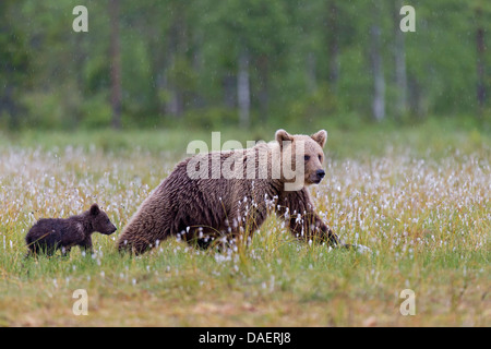 Ours brun (Ursus arctos), Femme avec de jeunes sur prairie avec du coton à fleurs, Finlande Banque D'Images