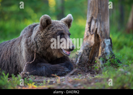 Ours brun (Ursus arctos), couché sur le sol de la forêt, la Finlande Banque D'Images