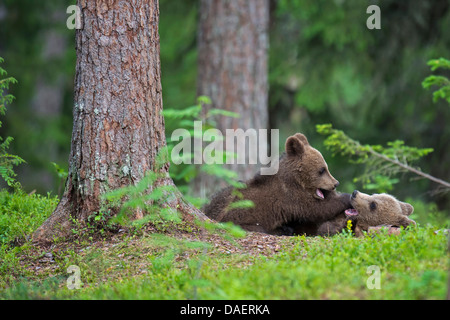 Ours brun (Ursus arctos), deux jeunes baers jouant, Finlande Banque D'Images