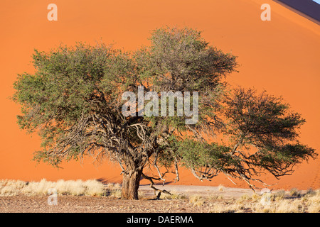 Acacia unique en face de dune à l'Namibdesert, la Namibie, le Parc National Namib Naukluft Sossusvlei, Banque D'Images