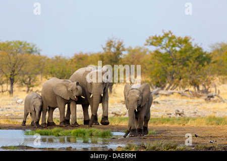 L'éléphant africain (Loxodonta africana), vache éléphant avec trois veaux au lieu de boire, Namibie, Oshikoto, Etosha National Park, Fontaine de Riedfontein Banque D'Images