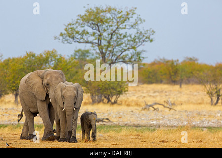 L'éléphant africain (Loxodonta africana), la famille d'éléphants dans la savane, la Namibie, Oshikoto, Etosha National Park, Fontaine de Riedfontein Banque D'Images