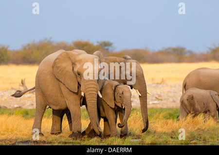 L'éléphant africain (Loxodonta africana), vache éléphants avec leurs petits au lieu d'alcool, de la Namibie, Oshikoto, Etosha National Park, Fontaine de Riedfontein Banque D'Images