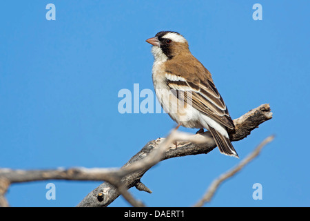 Bruant à sourcils blancs (Plocepasser mahali weaver), assis sur une branche sèche, Afrique du Sud, Kgalagadi Transfrontier National Park, Northern Cape, Mata Mata Banque D'Images