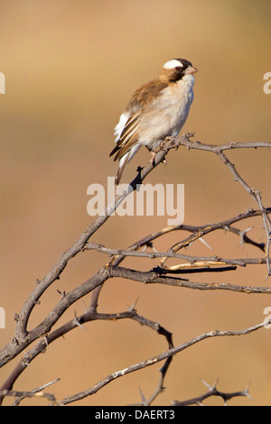 Bruant à sourcils blancs (Plocepasser mahali weaver), assis sur une branche sèche, Afrique du Sud, Kgalagadi Transfrontier National Park, Northern Cape Banque D'Images