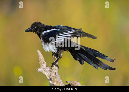 Pie bavarde (Pica pica), atterrissage magpie humide sur une branche, l'Allemagne, Rhénanie-Palatinat Banque D'Images