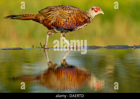 Le faisan commun, Caucase, faisan, Faisan de Colchide Phasianus colchicus (Caucase), marchant le long d'une poule d'eau, de l'Allemagne, Rhénanie-Palatinat Banque D'Images