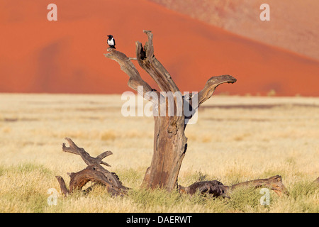 Pied-de-corbeau (Corvus albus), assis sur un arbre mort, la Namibie, le Parc National Namib Naukluft Sesriem, Hardap Banque D'Images