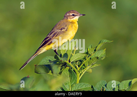 Bergeronnette printanière-bleu, la bergeronnette printanière (Motacilla flava flava), assis sur un buisson, Allemagne, Rhénanie-Palatinat Banque D'Images