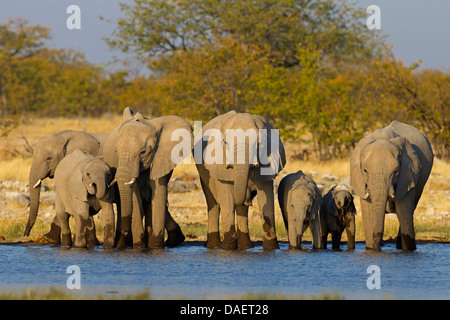 L'éléphant africain (Loxodonta africana), troupeau à un étang, Namibie, Etosha National Park, Oshikoto, Riedfontein Fontaine Banque D'Images