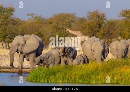 L'éléphant africain (Loxodonta africana), troupeau à un étang, Namibie, Etosha National Park, Oshikoto, Riedfontein Fontaine Banque D'Images