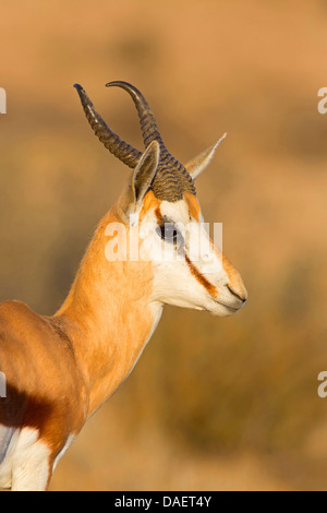 Springbuck, springbok (Antidorcas marsupialis), portrait, side view, Afrique du Sud, Northern Cape, Kgalagadi Transfrontier National Park Banque D'Images