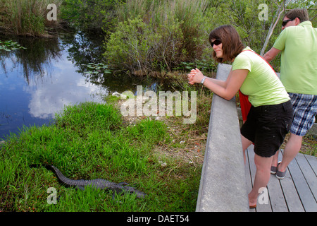 Miami Florida,Florida City,Everglades National Park,main Park Road,Royal Palm Visitors Center,centre,Anhinga Trail,alligator,repos,homme hommes adul Banque D'Images