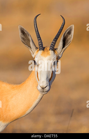 Springbuck, springbok (Antidorcas marsupialis), portrait d'une femme, la Namibie, Etosha National Park, Oshikoto Banque D'Images