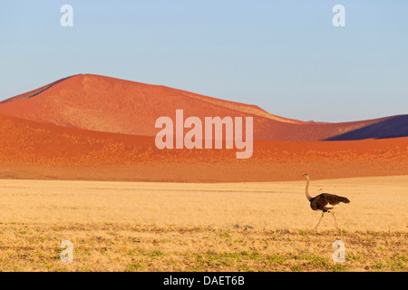 Autruche (Struthio camelus), homme en face de dune, la Namibie, le Parc National Namib Naukluft Sesriem, Hardap Banque D'Images