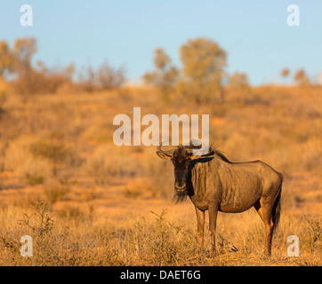 Le Gnou bleu, chat blanc, gnu-gnou barbu (Connochaetes taurinus), debout dans la savane, Afrique du Sud, Northern Cape, Kgalagadi Transfrontier National Park Banque D'Images