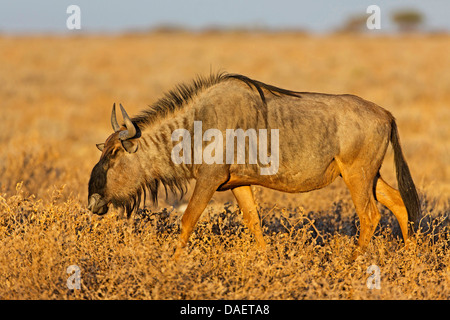 Le Gnou bleu, chat blanc, gnu-gnou barbu (Connochaetes taurinus), à la recherche de nourriture dans la savane, l'Afrique du Sud, Northern Cape, Kgalagadi Transfrontier National Park Banque D'Images