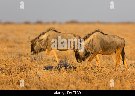 Le Gnou bleu, chat blanc, gnu-gnou barbu (Connochaetes taurinus), à la recherche de nourriture dans la savane, l'Afrique du Sud, Northern Cape, Kgalagadi Transfrontier National Park Banque D'Images