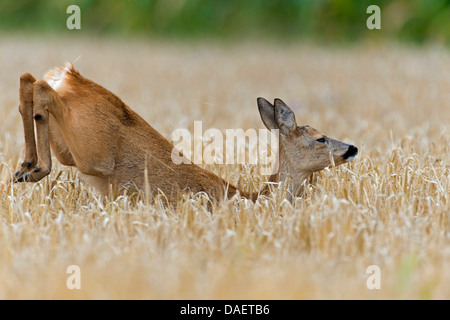 Le chevreuil (Capreolus capreolus), doe sautant dans un champ de maïs, Allemagne Banque D'Images