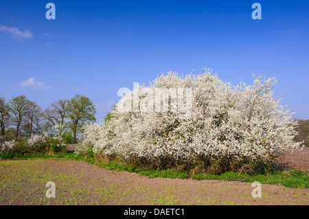 Prunellier, prunelle (Prunus spinosa), fleurs de prunellier, de couverture, de l'Allemagne Basse-saxe Banque D'Images