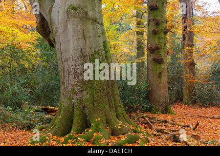 Dans beechforest Herrenholz, ALLEMAGNE, Basse-Saxe, Goldenstedt Banque D'Images